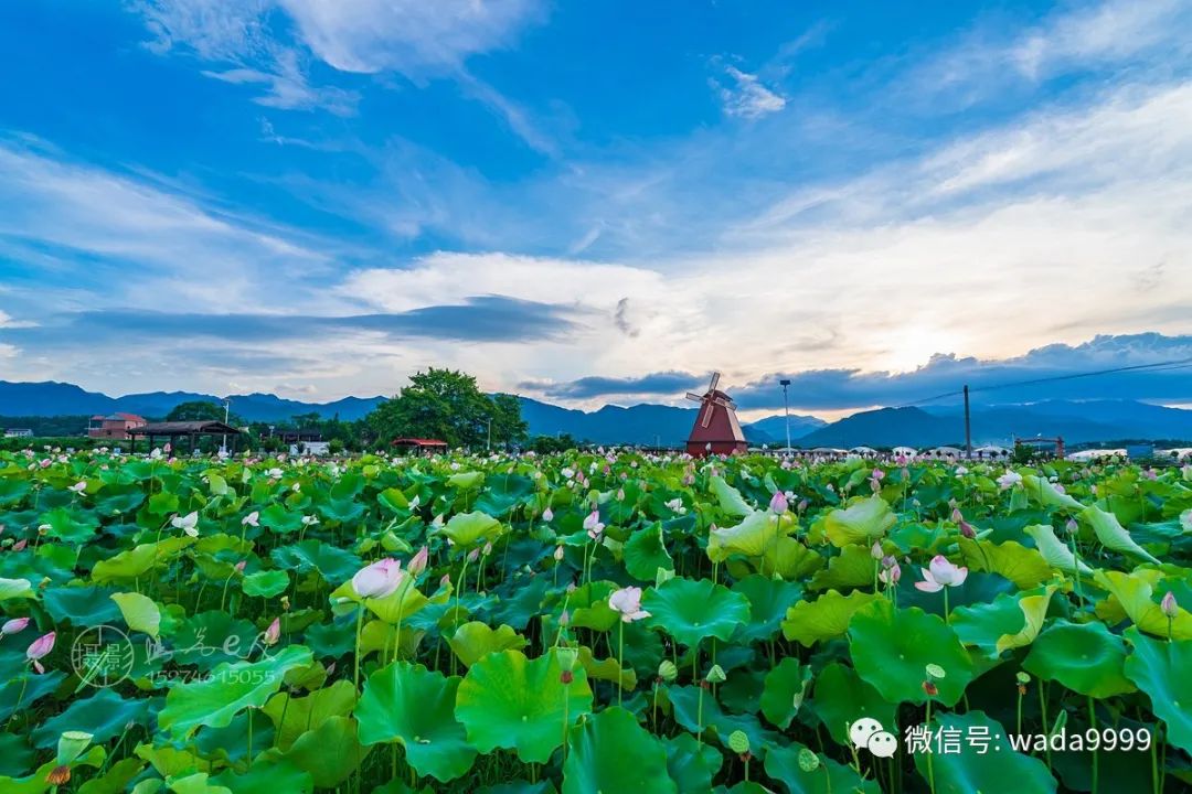 上百亩荷花东安最理想的免费赏荷地在这里美翻了