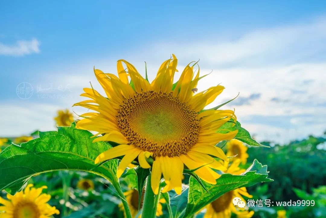 向日葵花田视频